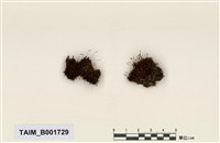 藏品(四齒苔)的圖片